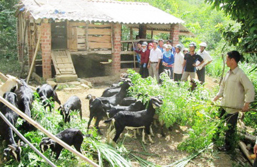 Nông dân trong xã đến tham quan học hỏi mô hình chăn nuôi dê và bò lai của gia đình anh Dương Văn Quân.  Ảnh: N.H