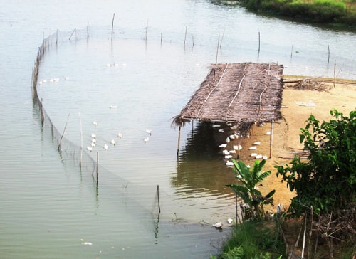 Người dân chăn thả vịt dọc nhánh sông Thu Bồn luôn tiềm ẩn nguy cơ bùng phát dịch bệnh. Ảnh: H.N