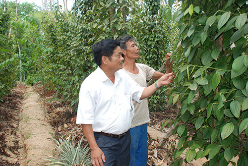 Nhiều nông dân ở Phú Thịnh thu nhập khá từ cây tiêu. Ảnh: H.NHÂN
