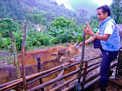 Muốn phát triển chăn nuôi phải thay đổi nhận thức người dân. Ảnh: Hoàng Thọ