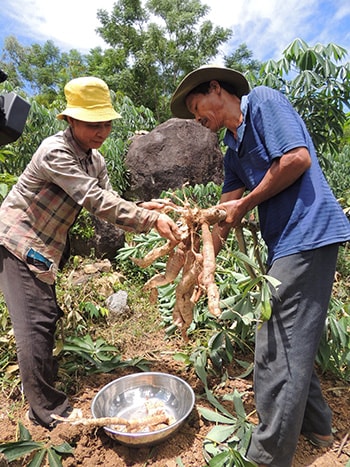 Vợ chồng anh Dũ Ngọc Công thu hoạch giống sắn PLT-01 có năng suất cao. Ảnh: L.P