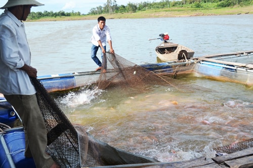 Gia đình ông Trương Văn Siêng thu lãi hơn 100 triệu đồng từ nuôi thủy sản nước ngọt tại hồ chứa nước Khe Tân. Ảnh: N.Q.V