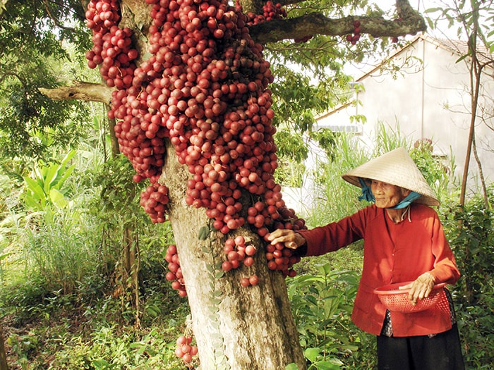 Thu hoạch dâu chín.