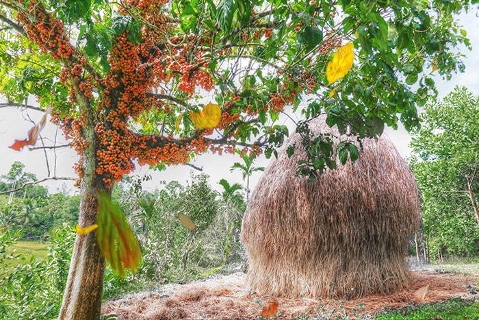 Cây dâu đất chín đỏ bên ụ rơm vàng.