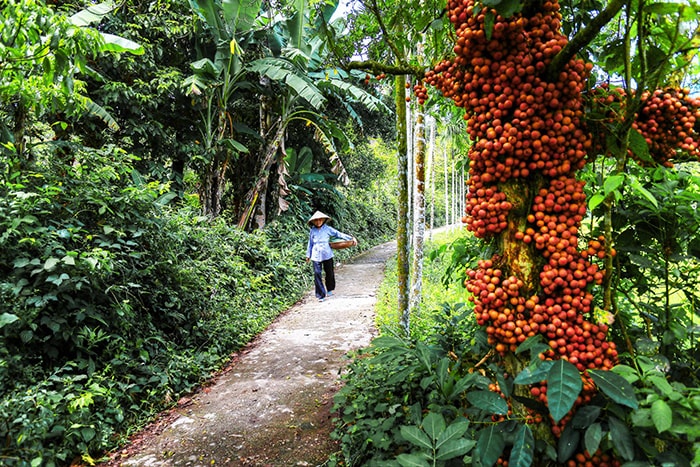 Đường làng Tiên Phước mùa thu.