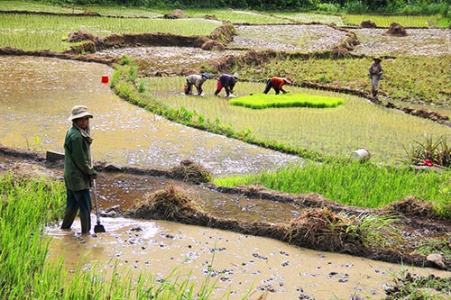 Người dân làng Tu Ngung và A Điêu giúp nhau trong sản xuất, hòa thuận như anh em một nhà.