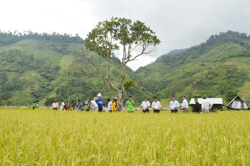 Dự án “Cải thiện an ninh lương thực cho hộ nông dân sản xuất quy mô nhỏ tại các huyện miền núi tỉnh Quảng Nam” đã góp phần thay đổi tập quán canh tác của người dân. Ảnh: VĨNH LỘC