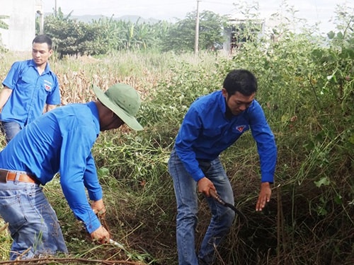 Thanh niên ra quân diệt cây mai dương tại Đại Lộc. Ảnh: H.CƯỜNG