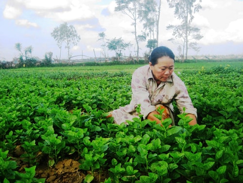 Phong trào thi đua Nông dân SX-KDG góp phần thay đổi đời sống nông dân trên toàn tỉnh. Ảnh: T.L