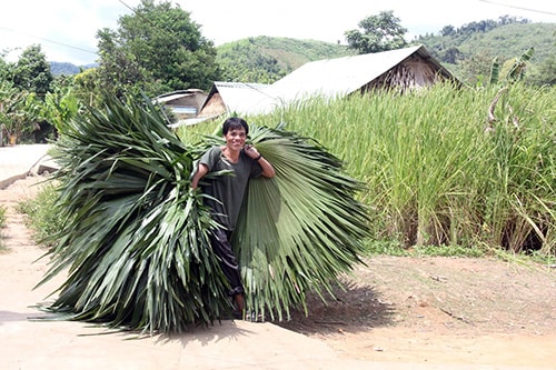 Alăng Phiếu cõng mớ lá cọ đem về để lợp moong.  Ảnh: THÀNH CÔNG