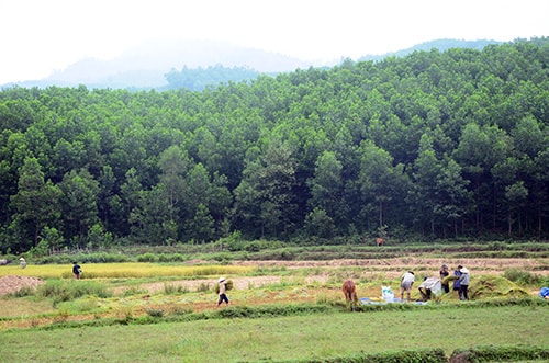 Thiếu đất canh tác là một trong những nguyên nhân khiến đồng bào Co chậm giảm nghèo.Ảnh: TRẦN HỮU