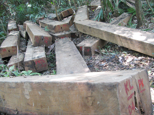 Hiện trường vụ phát hiện 66 phách gỗ nhóm 2 cất giấu trái phép khu vực rừng giáp ranh vào ngày 6.10 vừa qua. Ảnh: Phương Giang