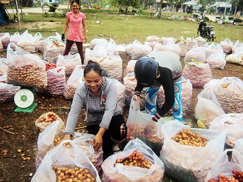 Thương lái miền Tây thu mua đặc sản Tiên Phước tại chợ Tiên Thọ. Ảnh: T.ĐƯỜNG