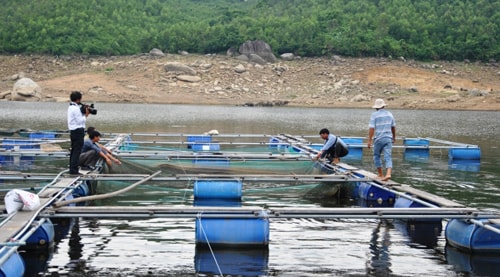  Tham quan lồng bè nuôi cá lăng nha của hộ ông Huỳnh Châu.