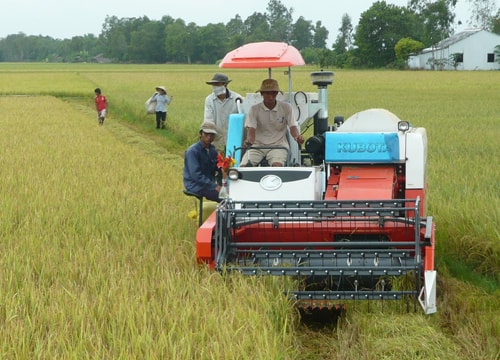 nông dân Myanmar trên cánh đồng lúa.