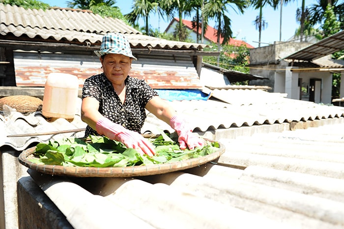 Lá dông phải phơi héo để ủ cá mới thơm.