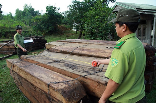 Lực lượng kiểm lâm tạm giữ số gỗ tang vật tại Trạm kiểm lâm Dốc Kiền.