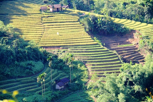 Chú trọng phát triển ruộng lúa nước - hướng giảm nghèo bền vững ở miền núi.  Ảnh: ALĂNG NGƯỚC