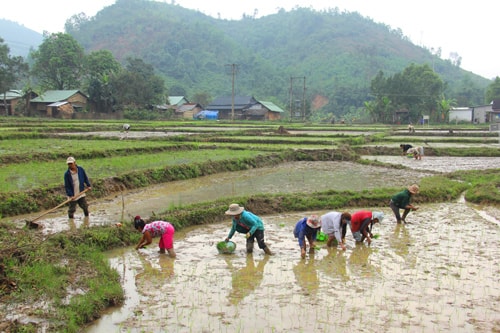 Đồng bào vùng cao trồng lúa nước. Ảnh: ALĂNG NGƯỚC