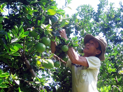 Có sự vào cuộc, chỉ đạo sát sao của các cấp ủy đảng, người dân Tiên Phước xác định được hướng đi đúng đắn trong phát triển kinh tế vườn, kinh tế trang trại.  Ảnh: D.L