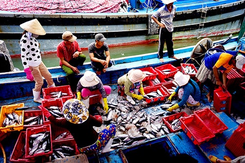 Mặc dù điều kiện thời tiết có nhiều biến động nhưng sản lượng khai thác hải sản vẫn tăng. Ảnh: PHƯƠNG THẢO