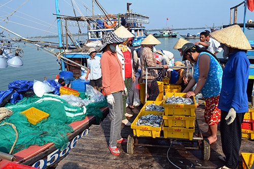 Ngư dân có được thu nhập ổn định nhờ đa nghề khai thác hải sản.Ảnh: Q.VIỆT