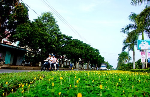 Vàng tươi hoa đậu trên đường Hùng Vương (TP. Tam Kỳ).  Ảnh: PHƯƠNG THẢO