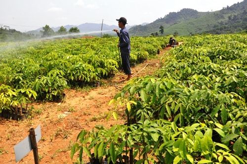 Bất chấp giá cao su xuống thấp, các địa phương vẫn phát triển cây cao su. Ảnh: T.H