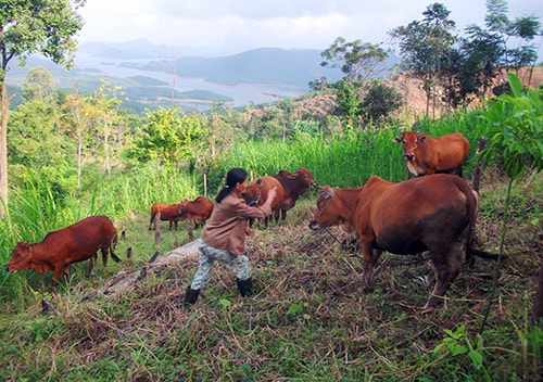 Chăn nuôi bò đang là hướng đi bền vững tại vùng đất Tiểu Tây.  Ảnh: V.HÀO