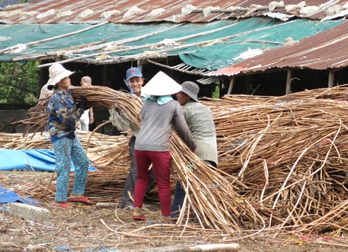 Trồng, chế biến và sản xuất mây là lĩnh vực được xác định ưu đãi đặc thù tại Quảng Nam.Ảnh: T.PHONG