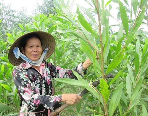 Cây keo lá tràm là hướng phát triển kinh tế giúp nhiều hộ dân ở Phương Nam vươn lên làm giàu. Ảnh: Hoài Nhi