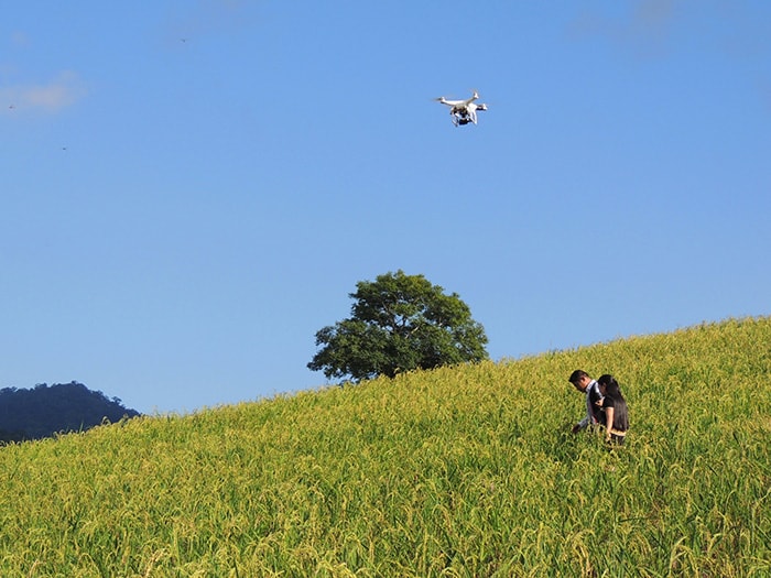 Flycam đang bay ghi hình và hình ảnh thơ mộng được ghi lại qua camera trên nương lúa ở Tà Bhing, huyện Nam Giang.