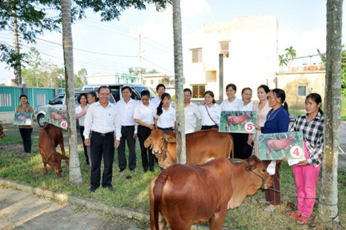 Trao tặng bò cho các hộ nghèo xã Điện Trung, Điện Bàn.