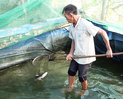 Gia đình thương binh Võ Biên (xã Hương An, Quế Sơn) có thu nhập cao nhờ mô hình nuôi cá lóc trên cát.  Ảnh: VINH ANH