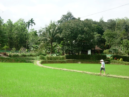 Làng Lộc Yên (Tiên Cảnh) bền bỉ với thời gian.