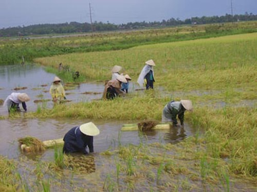 Nhọc nhằn gặt lúa ngày mưa lũ. Ảnh Internet.