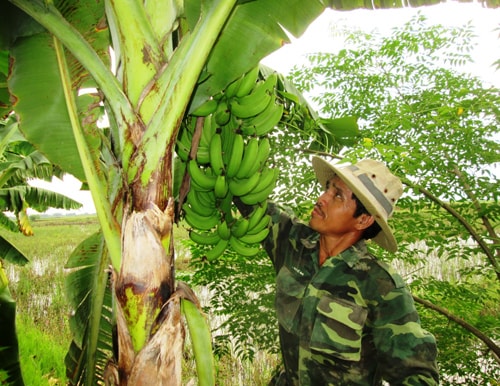 Trồng chuối lùn chuyên canh, mỗi năm nông dân Đại Lộc thu về 130 - 160 triệu đồng/ha. Ảnh: VĂN SỰ