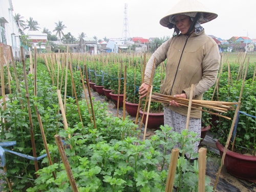 Nông dân Hội An chăm sóc hoa tết. Ảnh: L.H