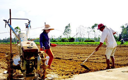 Các hợp tác xã nông nghiệp đã giúp bà con nông dân thay đổi cách nghĩ, cách làm, ứng dụng kỹ thuật vào sản xuất, nâng cao hiệu quả kinh tế trên diện tích sản xuất. Ảnh: PHƯƠNG THẢO