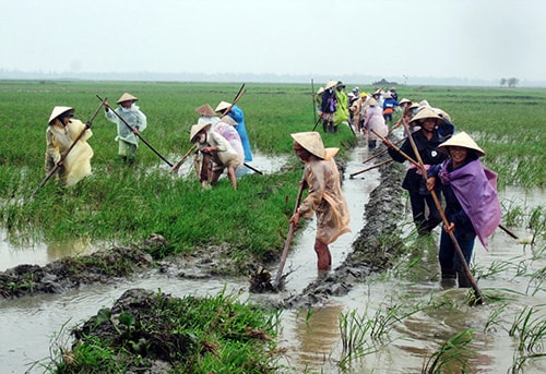 Nông dân xã Duy Thành (Duy Xuyên) tích cực dồn điền đổi thửa xây dựng cánh đồng mẫu. Ảnh: H.N