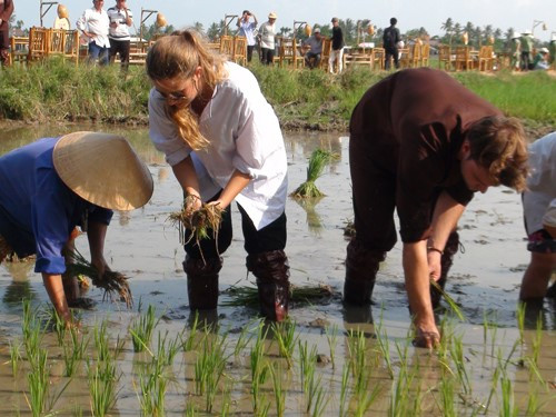 Tourists’ rice transplanting