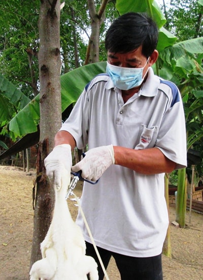 Tiêm phòng dịch bệnh cho vật nuôi. Ảnh: NGUYỄN SỰ