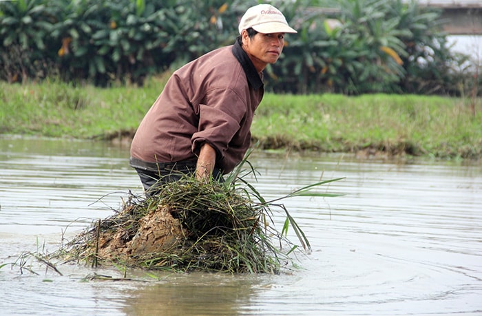 Trước mùa vụ, ông Huỳnh Văn Phách (phường Tân Thạnh) làm sạch cỏ trên cánh đồng Gia. 