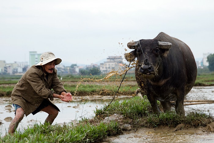 “Trời lạnh quá, trâu cũng né nước”, ông Ung Nho Minh nói. Ở những thửa ruộng không cày bằng máy, ông mang trâu đến cày thuê, mỗi ngày  kiếm vài chục nghìn đồng để trang trải cuộc sống.