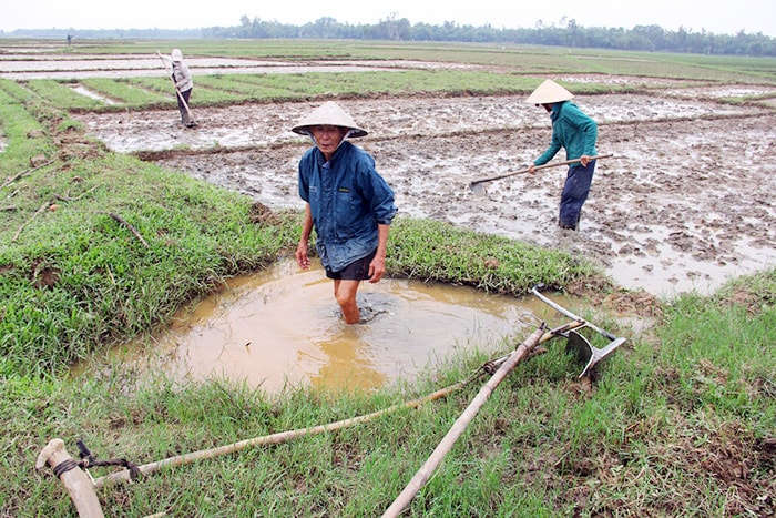 Cả ngày vật lộn ngoài cánh đồng, người nông dân dầm mình trong cái rét căm căm.