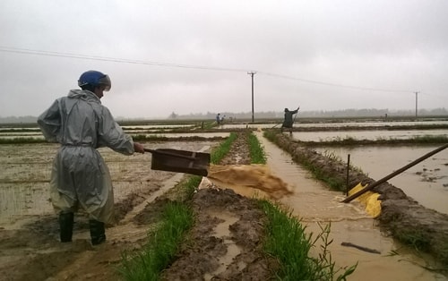 Nông dân tát nước cứu lúa. Ảnh: G.B