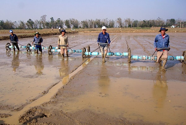 Công cụ sạ hàng giúp nhà nông giảm lượng giống nên tiết kiệm được chi phí sản xuất.Ảnh: HOÀI NHI