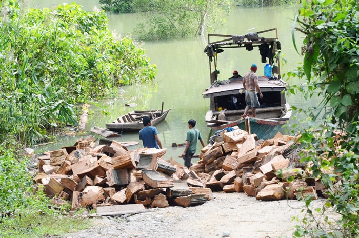 Dùng thuyền chở củi.