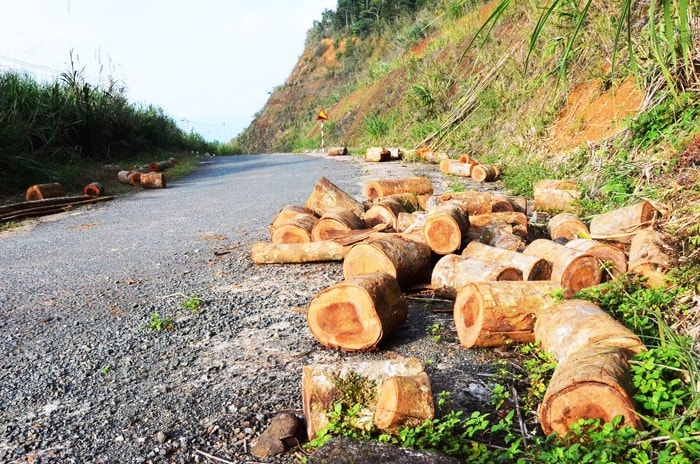 Gỗ quý cưa thành đoạn dài hơn 0,5m nằm lăn lóc trên quốc lộ 14D.