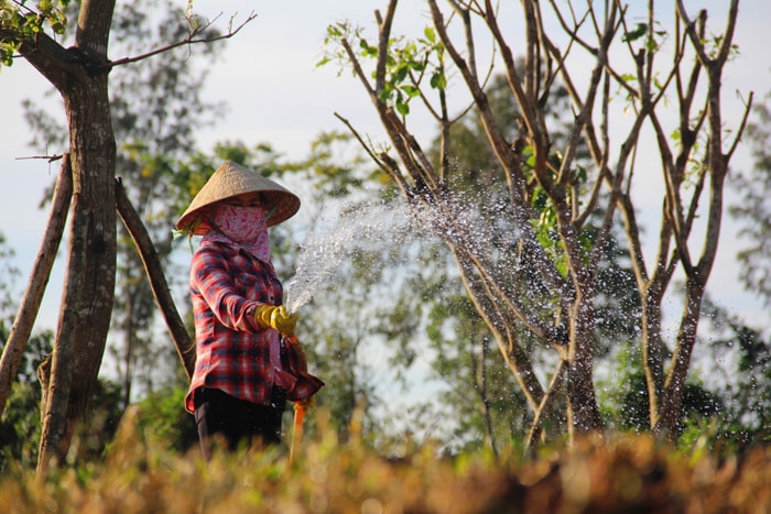 Cây trồng ở công trình do các tổ chức, cá nhân trên cả nước tặng cũng được cắt cử người chăm sóc chu đáo.